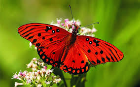 A red butterfly is sitting on some flowers