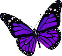 A purple butterfly with black wings and white spots.